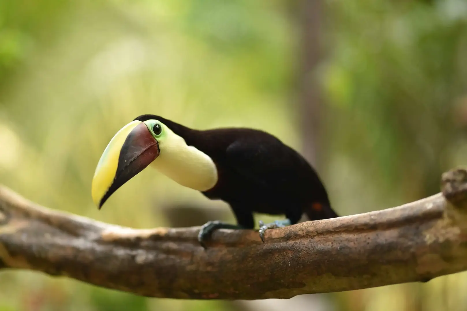 Wildlife at The Springs Resort & Spa at Arenal