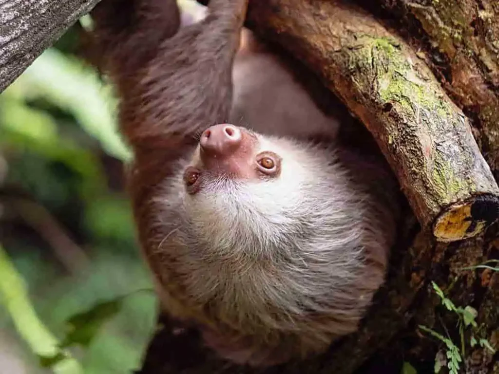 Sloths on the grounds at The Springs Resort