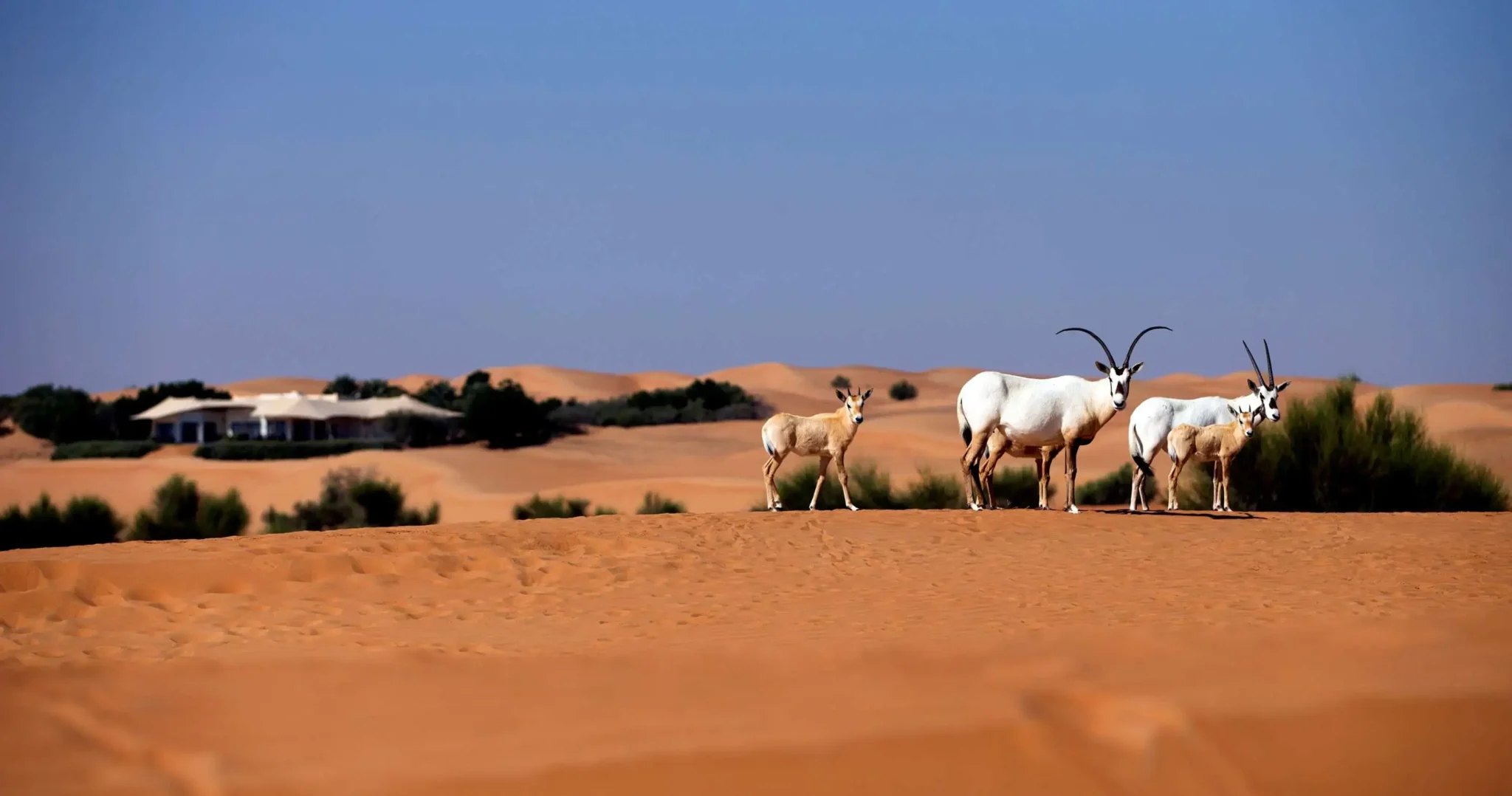 Al Maha, a Luxury Collection Desert Resort & Spa, Dubai