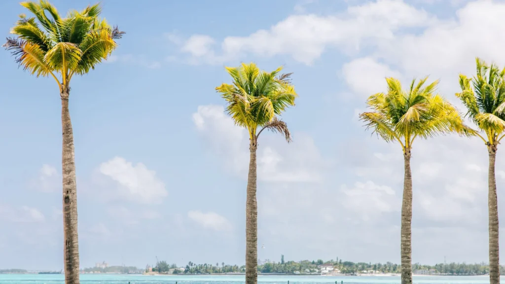 Grand Hyatt Baha Mar - Beach and palms